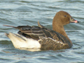 Pink-footed Goose